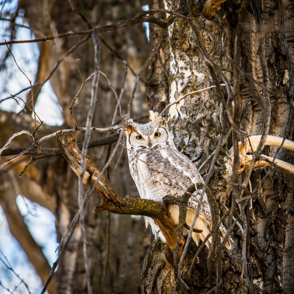 Free Image of Owl Perched on Tree Branch 