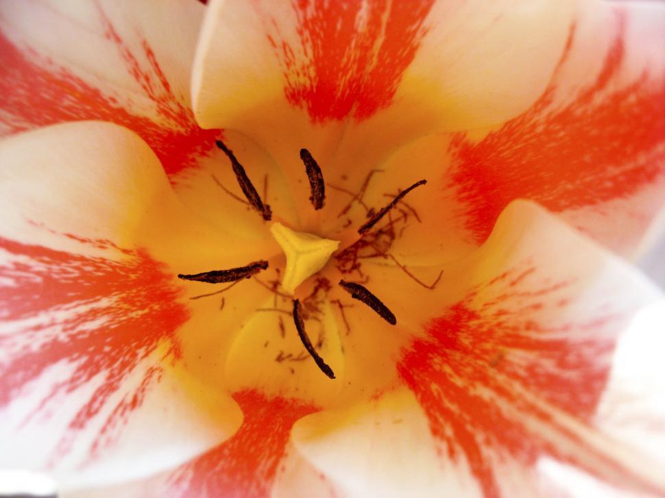 Free Image of center of flower 