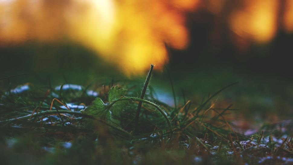 Free Image of Blurry View of Grass and Leaves 