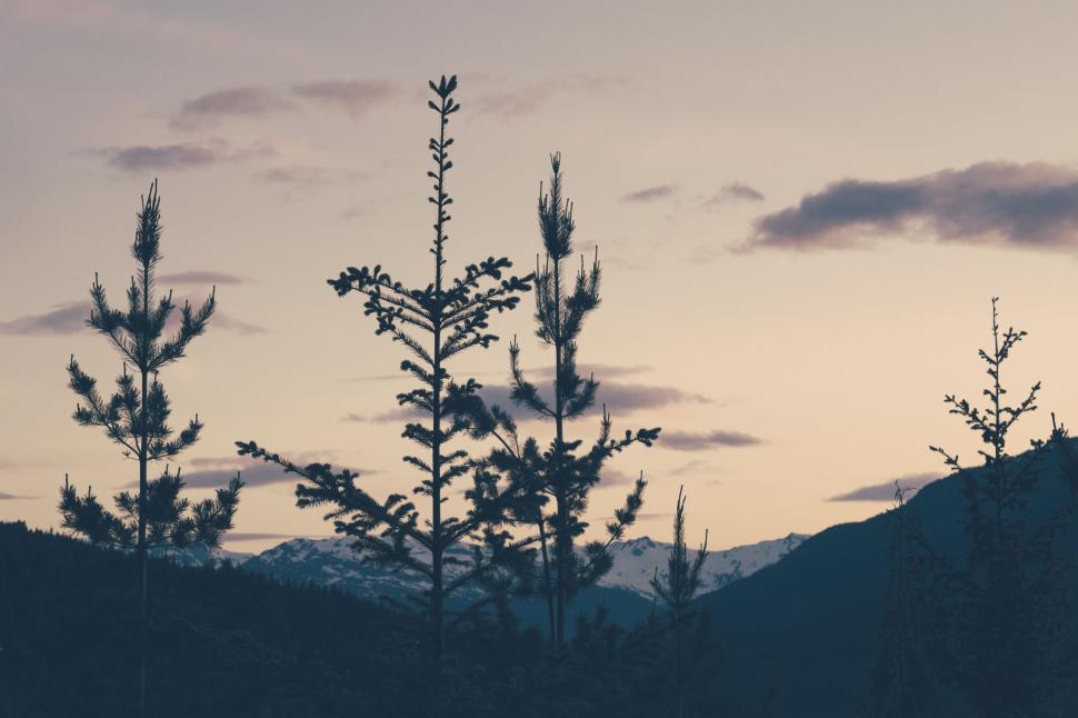 Free Image of Silhouette of Tree and Mountain 