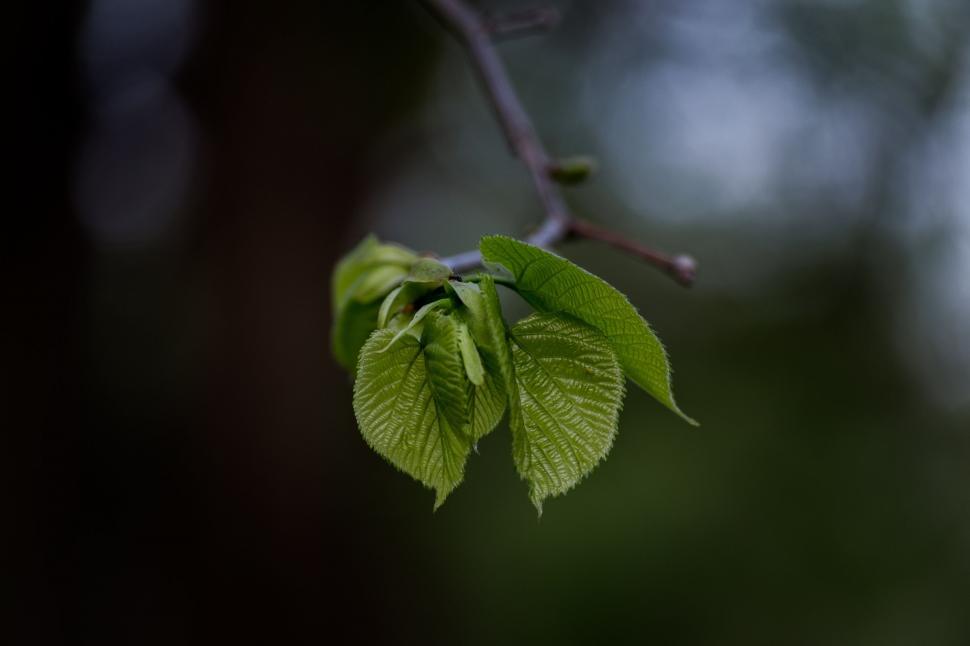 Free Image of Green Leaves on a Tree Branch 