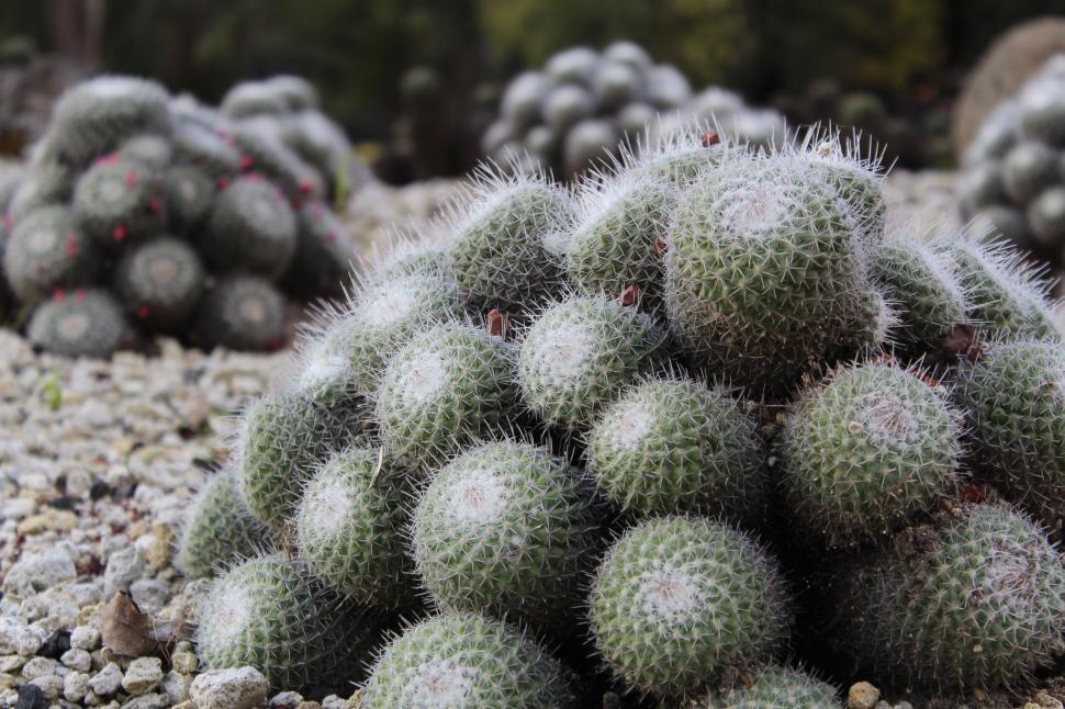 Free Image of Cluster of Cactus Plants Scattered on the Ground 