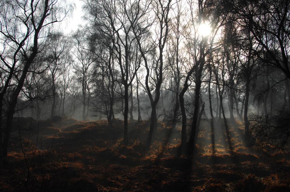 Free Image of Dense Forest Blanketed in Fog 