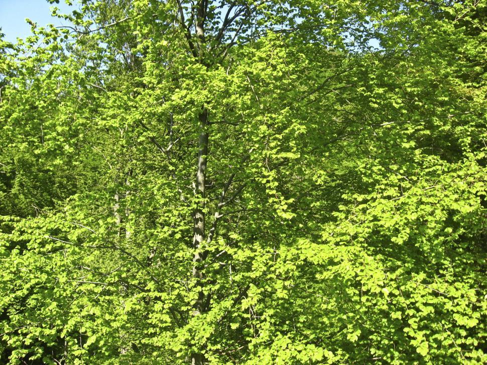 Free Image of tree leaves 