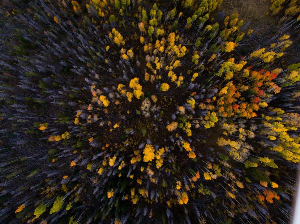 Free Image of A Birds Eye View of a Yellow and Black Tree 