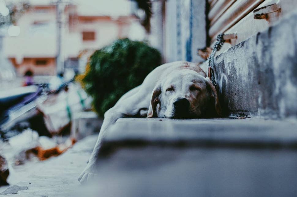 Free Image of Dog Resting Beside Building 