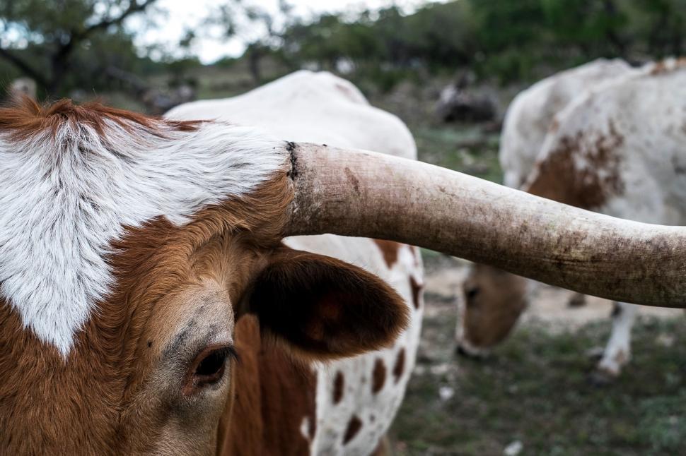 Free Image of Close-Up of a Cow With Long Horns 