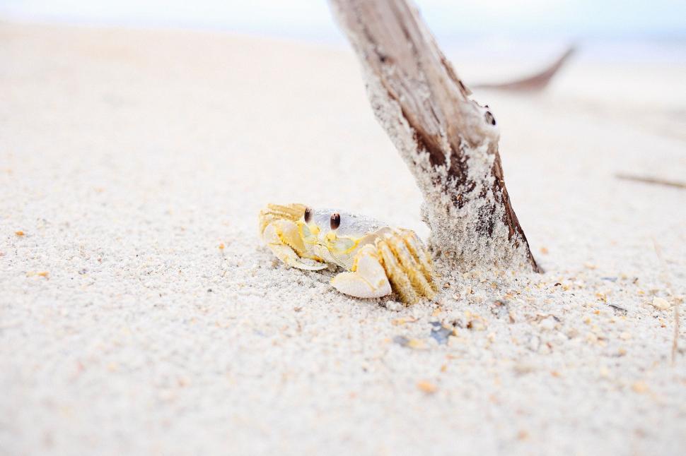 Free Image of Crab on Beach Near Tree 