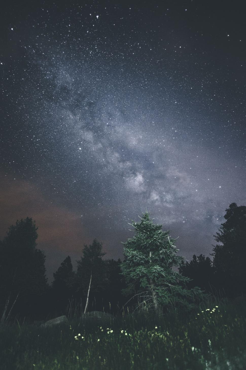 Free Image of Starry Night Sky Over Forest 