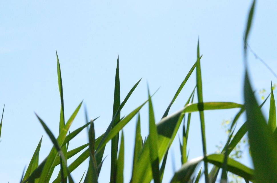 Free Image of Close Up of Green Grass With Blue Sky Background 