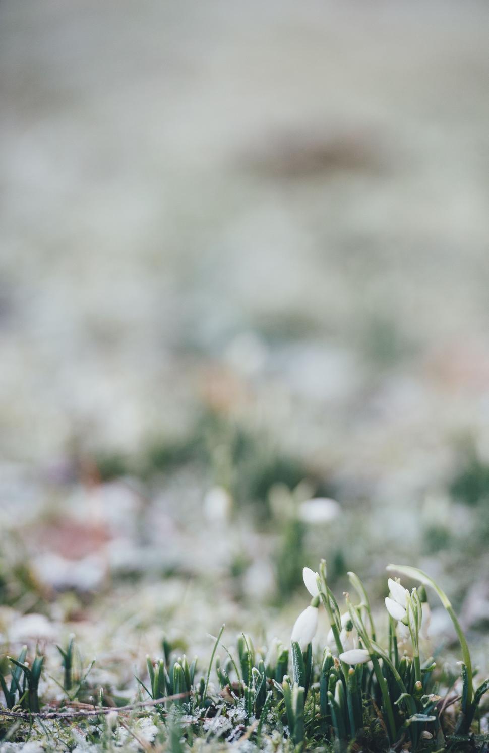Free Image of Close Up of Grass and Flowers 