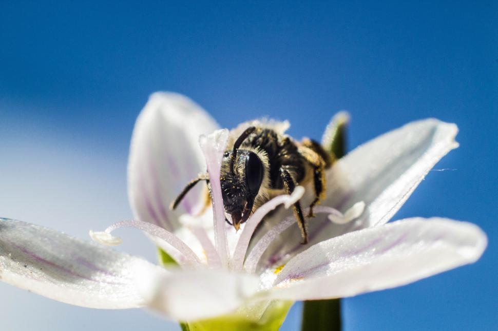 Free Image of Bee Sitting on Top of a White Flower 