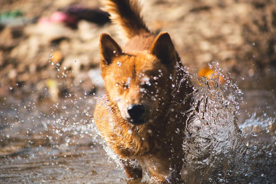 Free Image of Dog Running Through Body of Water 