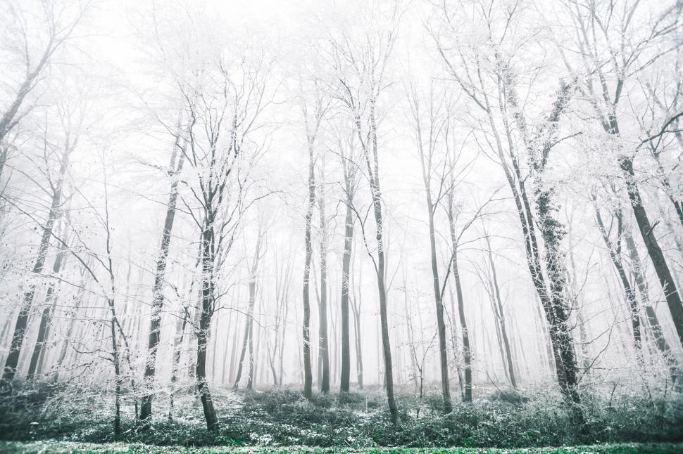 Free Image of Snow-covered Forest in Winter 