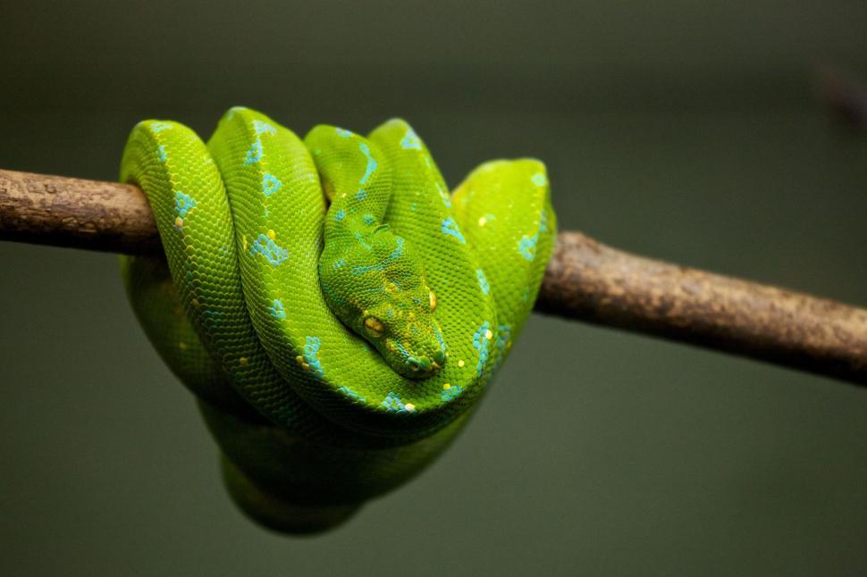 Free Image of Green Snake Sitting on Branch 