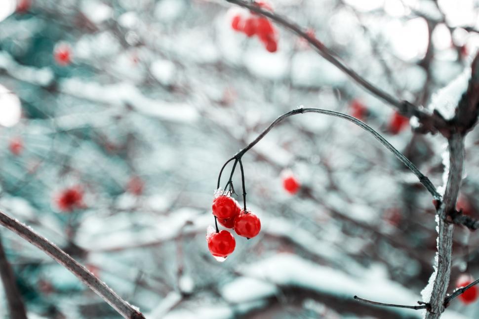Free Image of Tree With Red Berries Hanging From Branches 