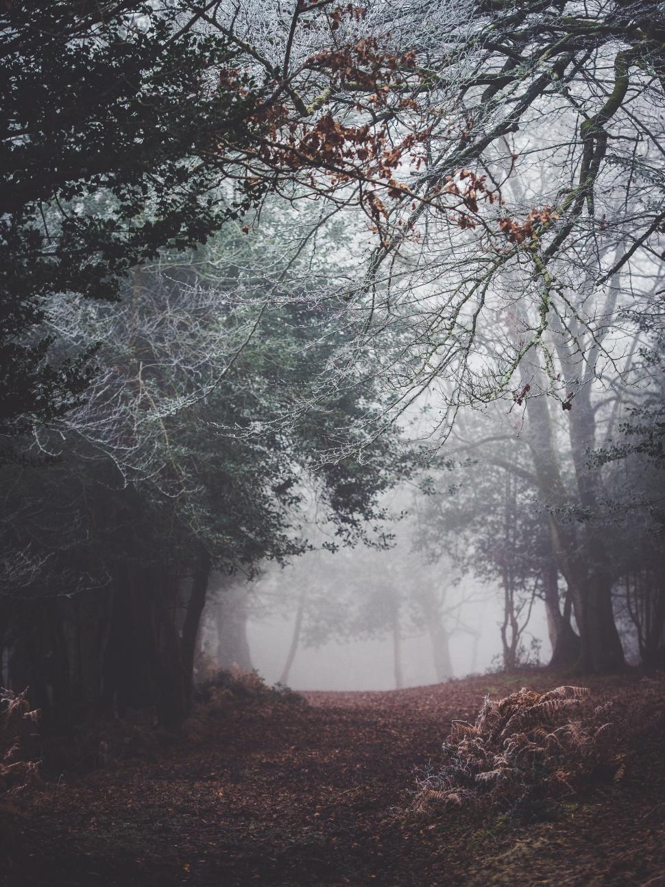 Free Image of Misty Forest With Dense Trees 