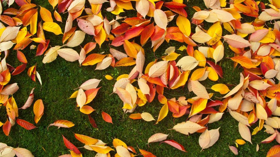 Free Image of Pile of Leaves on Ground 
