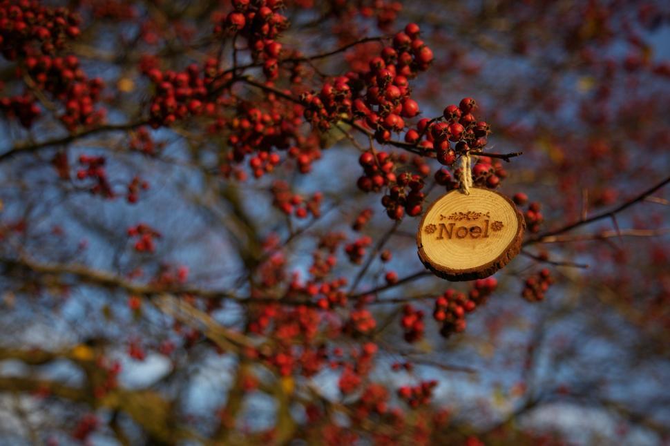 Free Image of Sign Hanging From Tree With Red Berries 