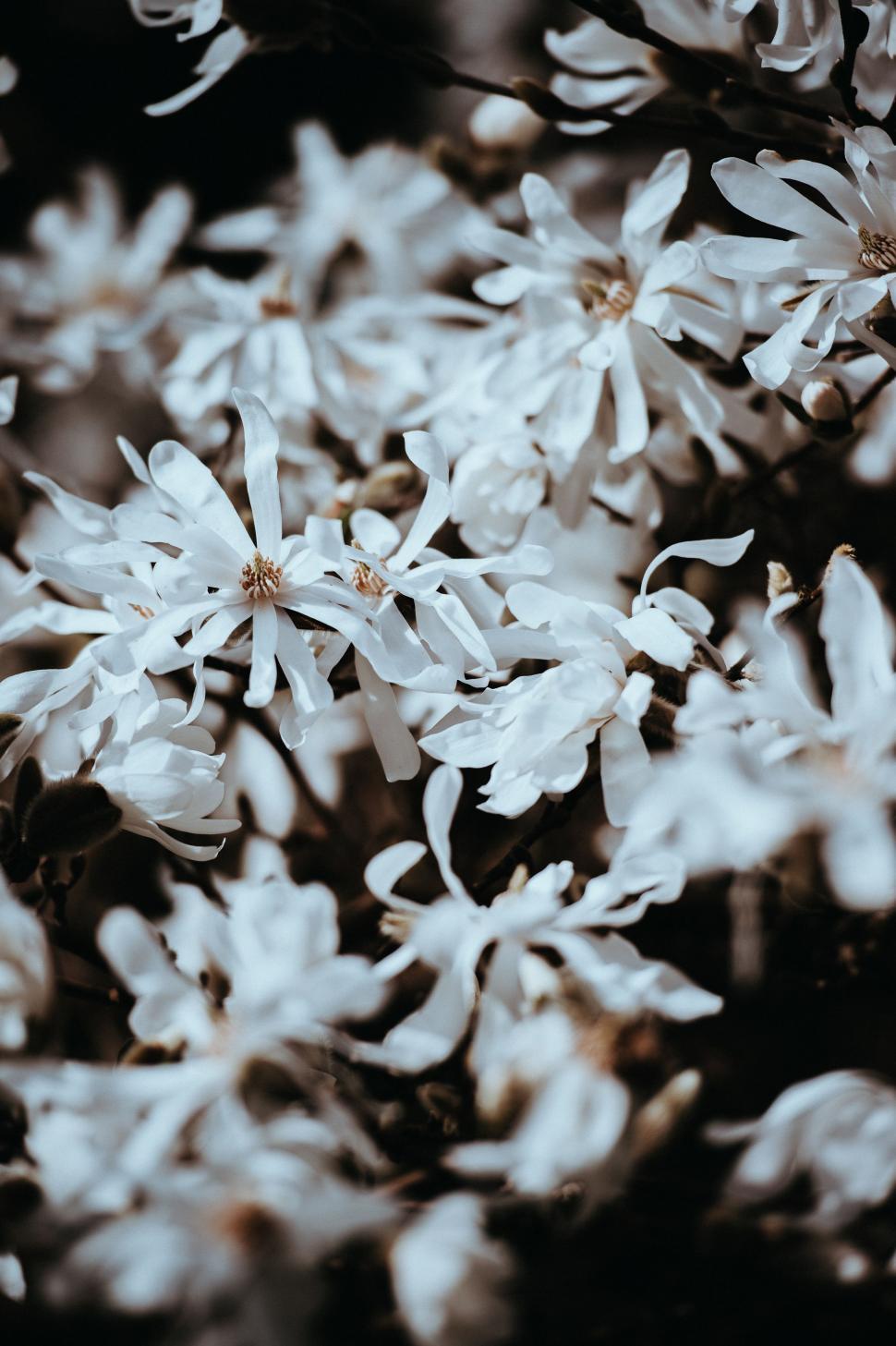 Free Image of Bunch of Flowers in Black and White 