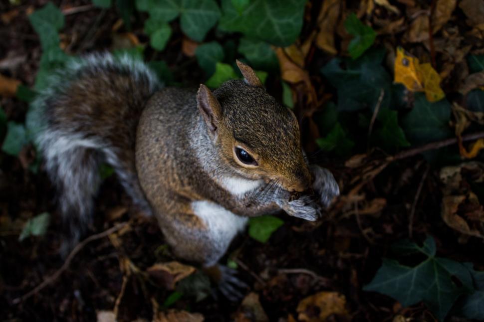 Free Image of Small Squirrel Standing on Ground 