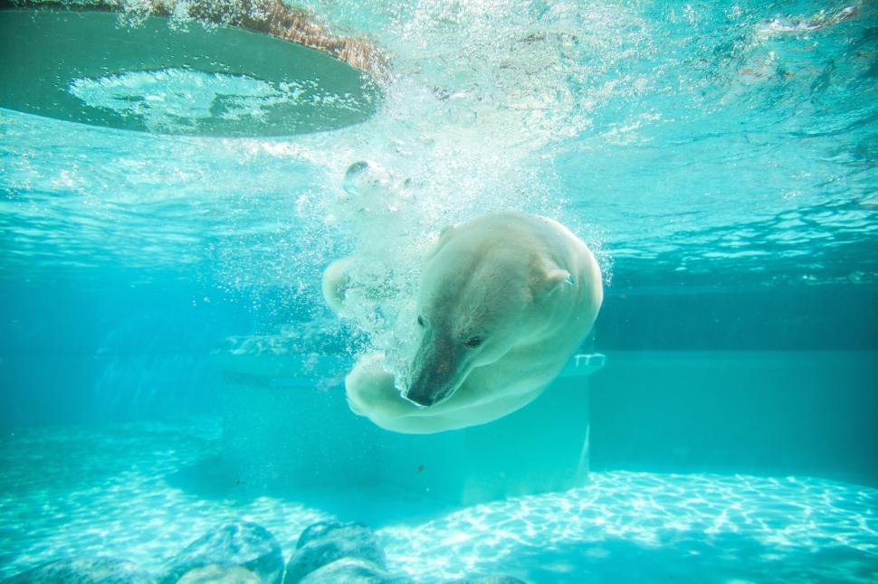Free Image of Polar Bear Swimming in a Water Pool 