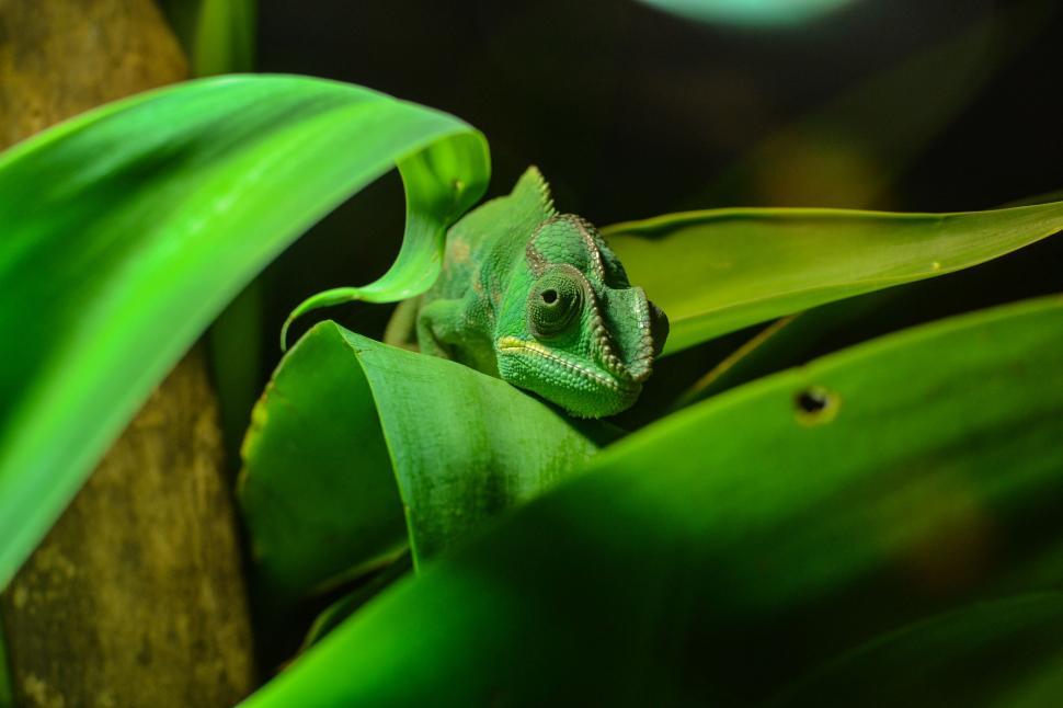 Free Image of Green Chamelon Sitting on Top of a Leafy Plant 