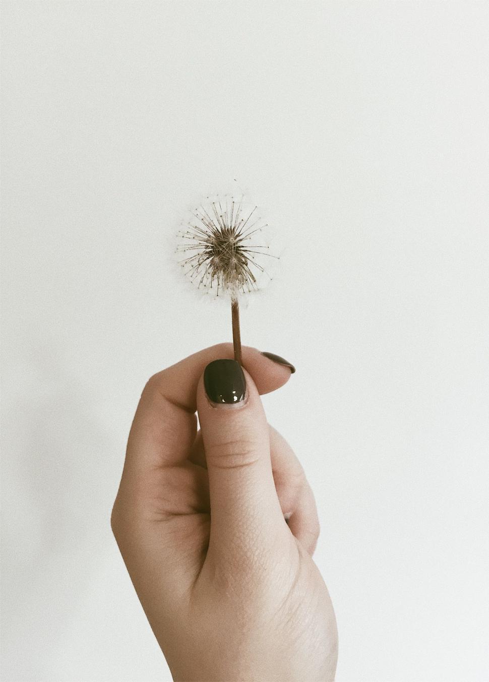 Free Image of Person Holding Dandelion in Hand 