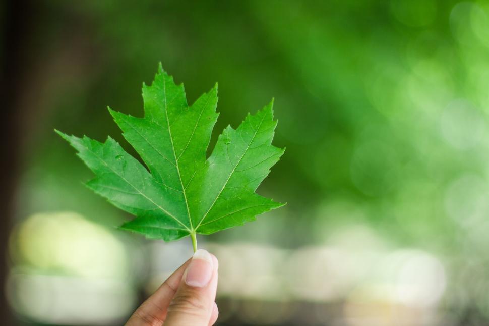 Free Image of Person Holding Green Leaf 