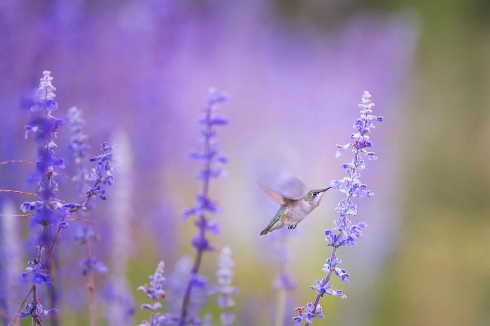 Free Image of Hummingbird Flying Over Field of Purple Flowers 