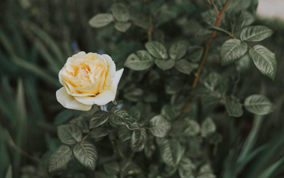 Free Image of Yellow and White Rose in Middle of Bush 