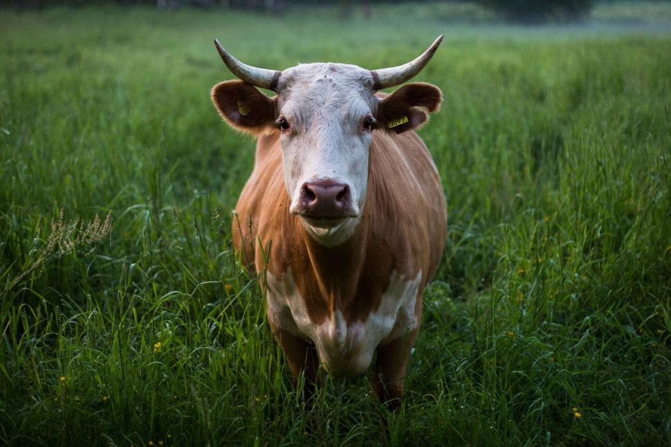 Free Image of Brown and White Cow Standing on Lush Green Field 