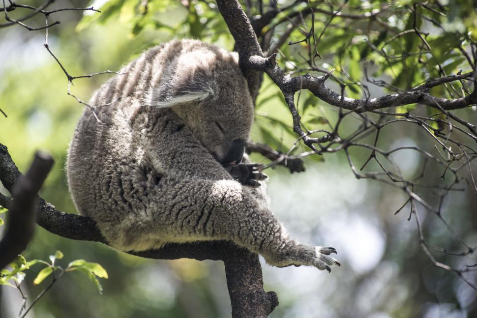 Free Image of Koala Sitting on Tree Branch in Eucalyptus Tree 