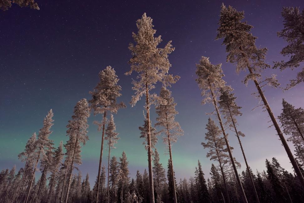 Free Image of Tall Trees in Forest Under Night Sky 