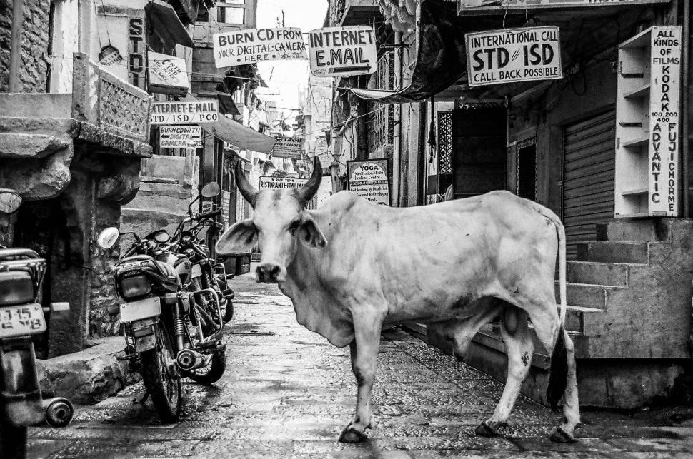Free Image of Cow Walking on a Street 