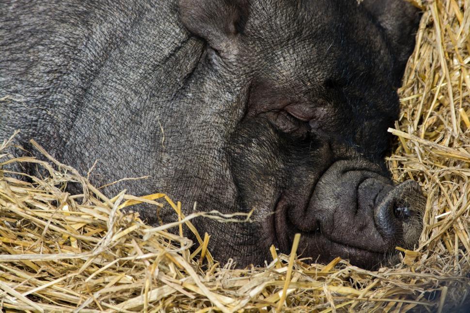 Free Image of Small Pig Resting on Pile of Hay 