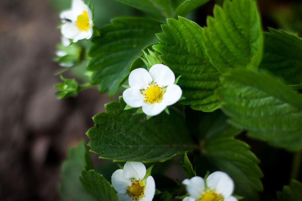 Free Image of Group of White Flowers on Green Leaves 
