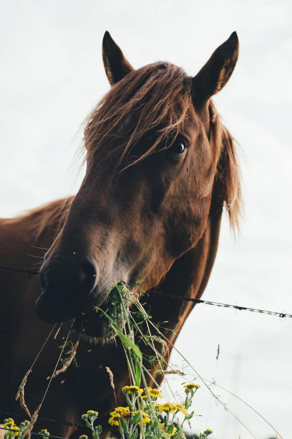 Free Image of Brown Horse Standing Next to Barbed Wire Fence 