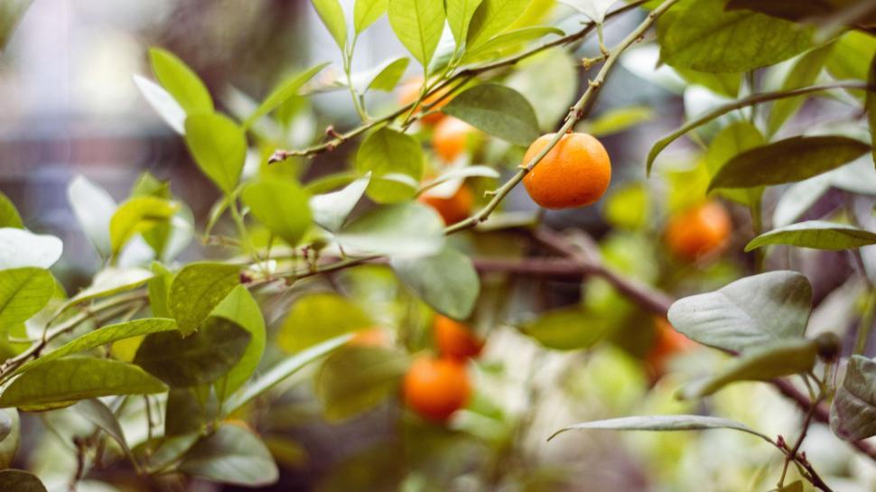 Free Image of Oranges Growing on a Tree in a Garden 