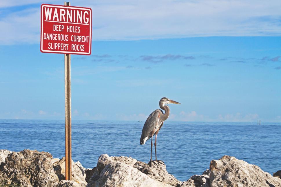Free Image of Bird Standing on Rock Next to Warning Sign 