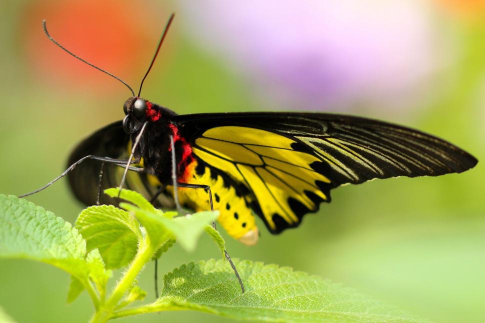 Free Image of Yellow and Black Butterfly on Green Leaf 
