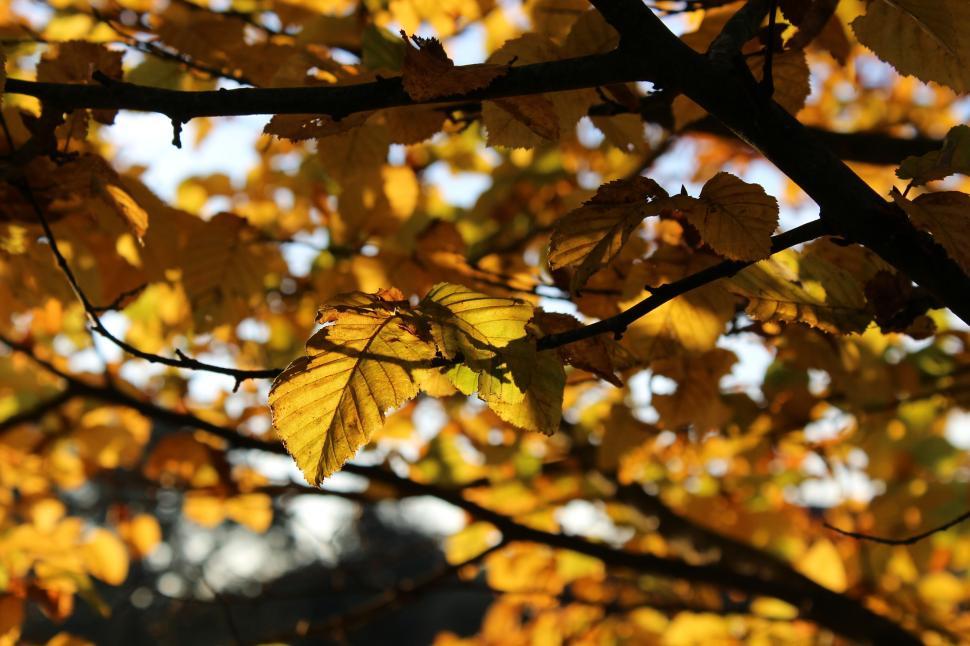 Free Image of Tree With Abundant Yellow Leaves 