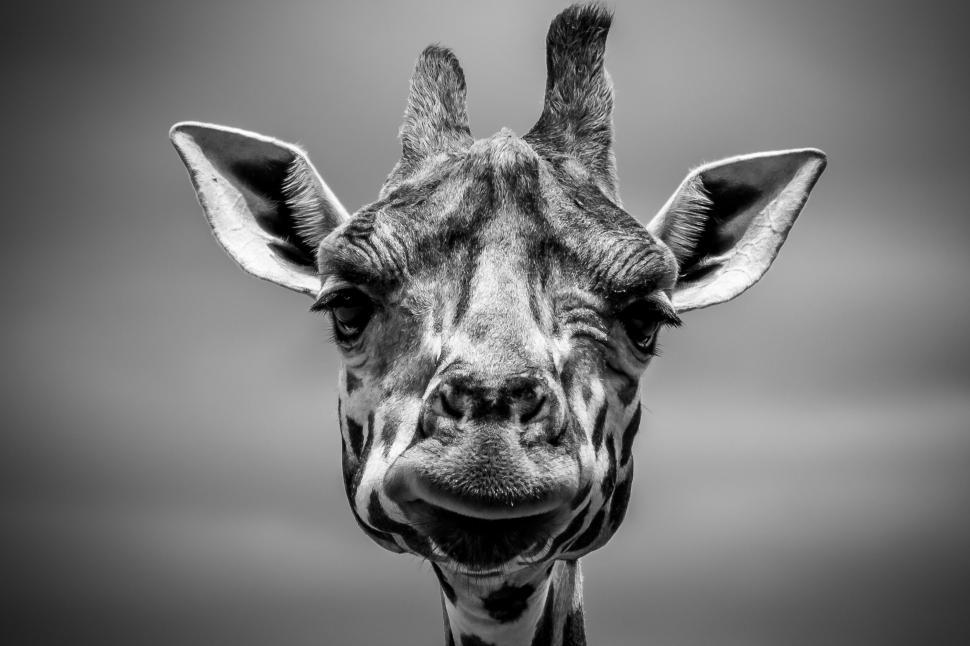 Free Image of Graceful Giraffe in Black and White 