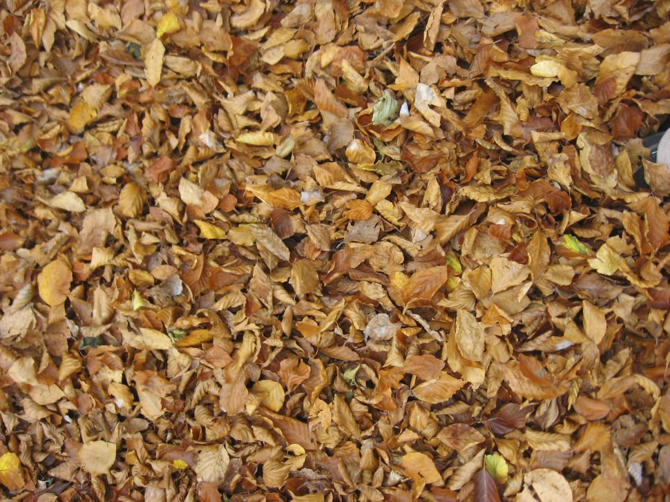 Free Image of Dry fallen leaves 