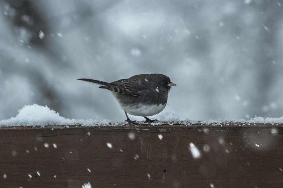 Free Image of Bird Standing in Snow 