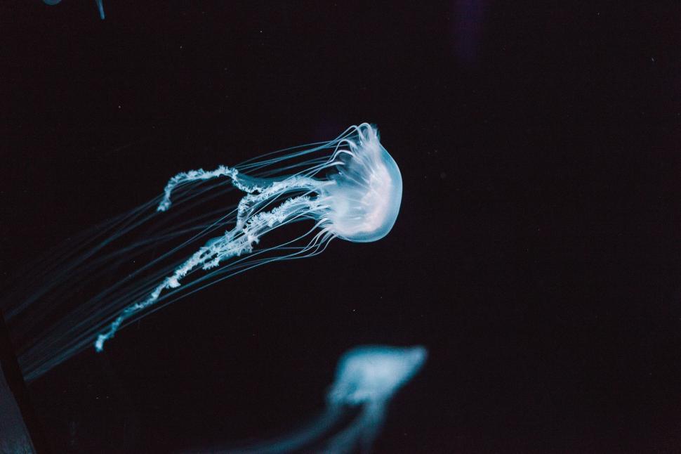 Free Image of Majestic Jellyfish Gliding Through the Water 