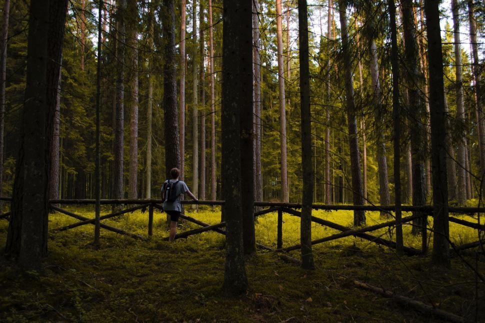 Free Image of Person Standing in the Middle of Forest 