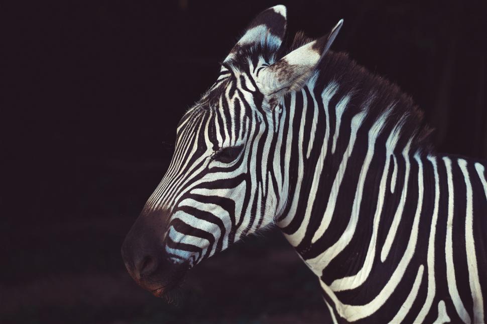 Free Image of Striped Zebra Grazing in Black and White 
