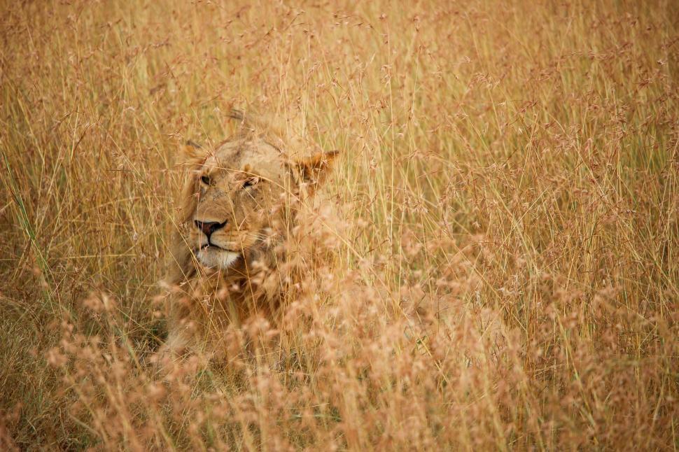 Free Image of Lion Roaming in Tall Grass Field 
