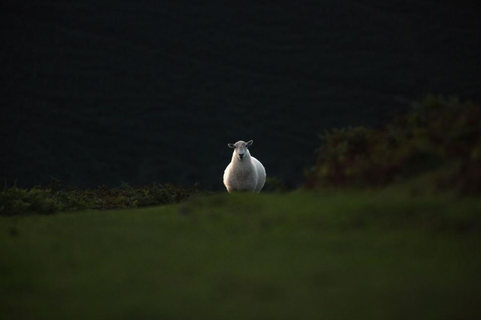 Free Image of White Bird Standing on Lush Green Field 